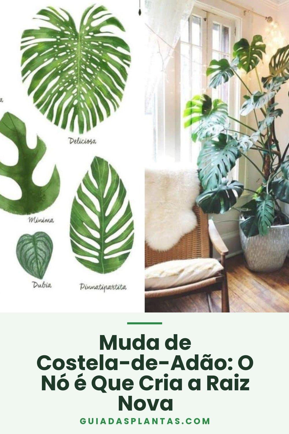 Muda de Costela-de-Adão: O Nó é Que Cria a Raiz Nova