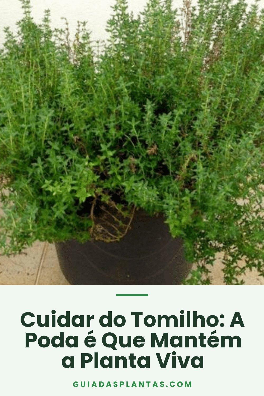 Cuidar do Tomilho: A Poda é Que Mantém a Planta Viva