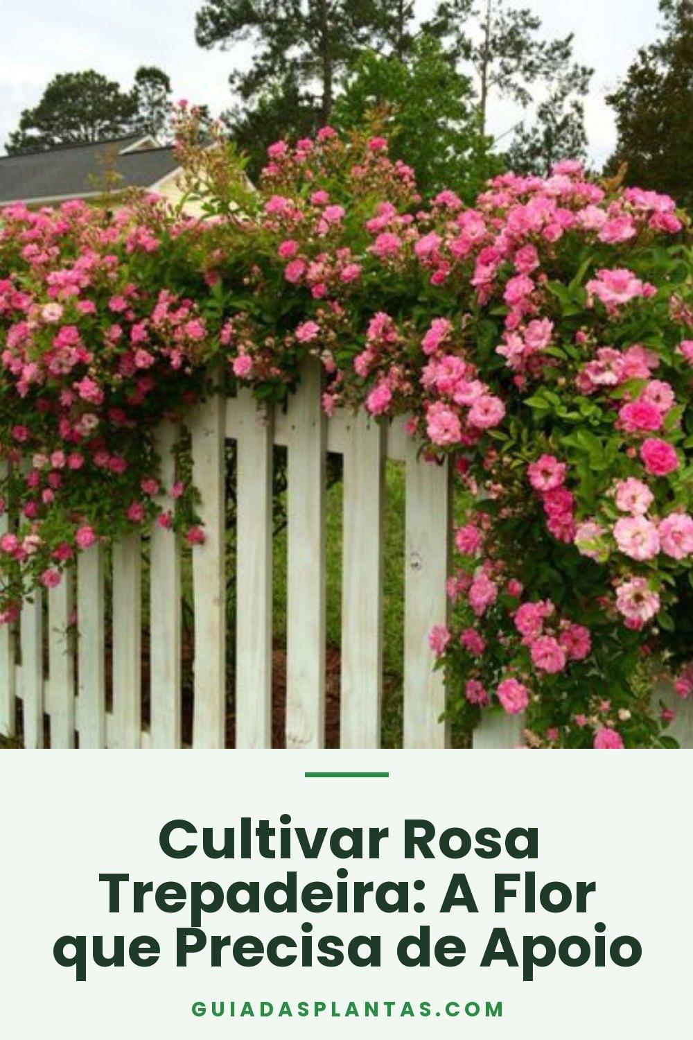 Cultivar Rosa Trepadeira: A Flor que Precisa de Apoio