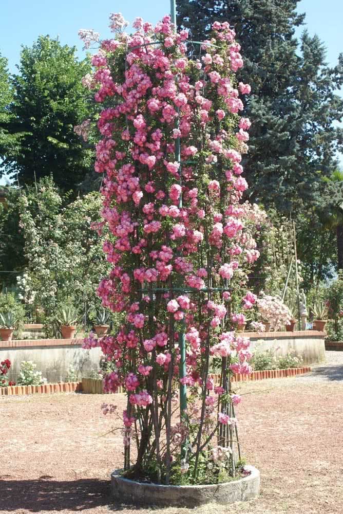 como plantar e cultivar rosa trepadeira 2