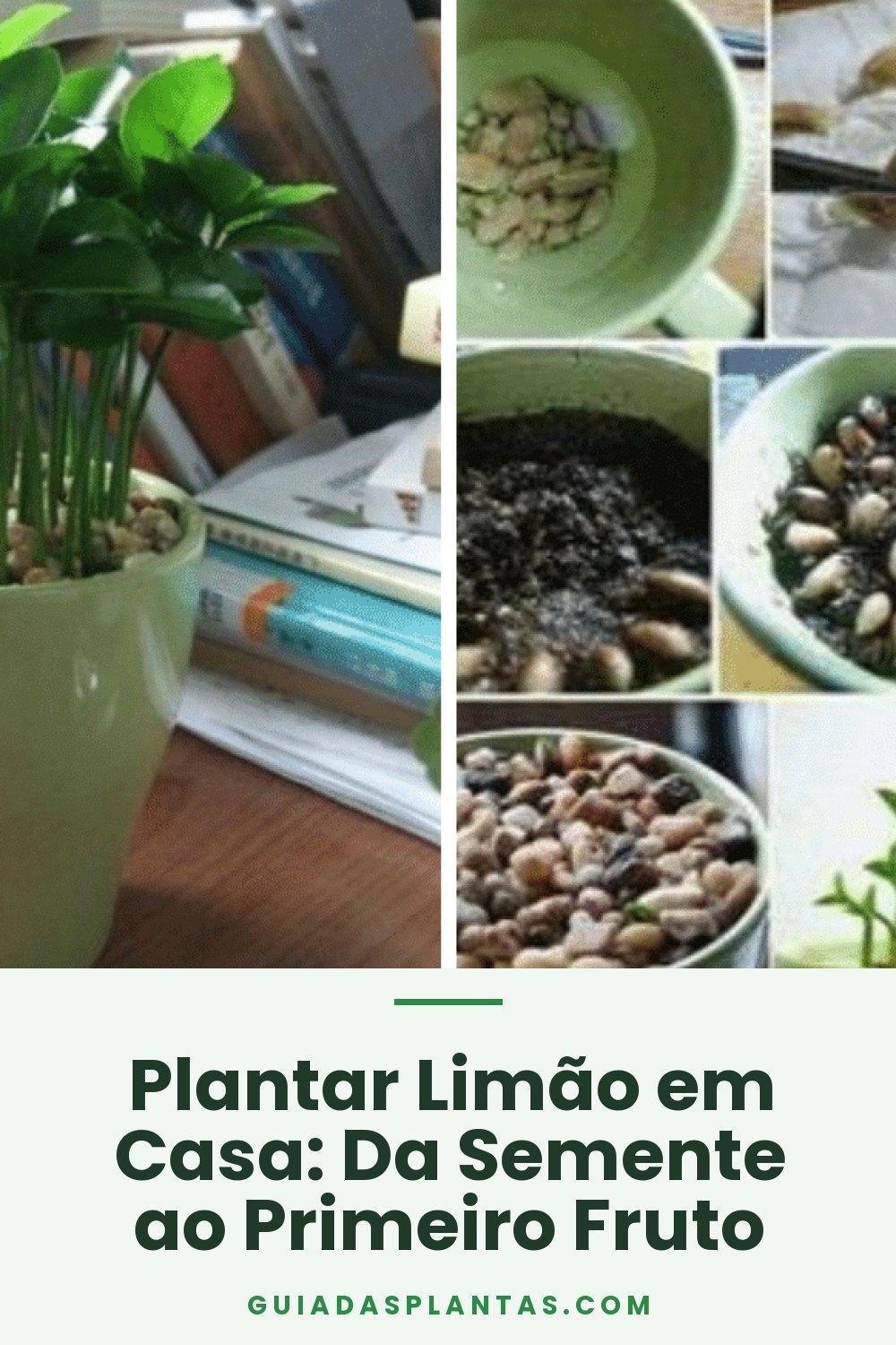 Plantar Limão em Casa: Da Semente ao Primeiro Fruto