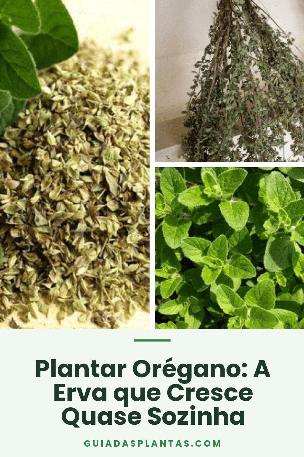 Plantar Orégano: A Erva que Cresce Quase Sozinha