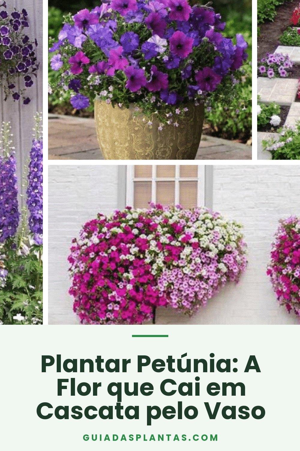 Plantar Petúnia: A Flor que Cai em Cascata pelo Vaso