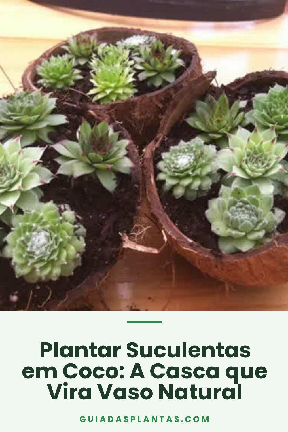 Plantar Suculentas em Coco: A Casca que Vira Vaso Natural