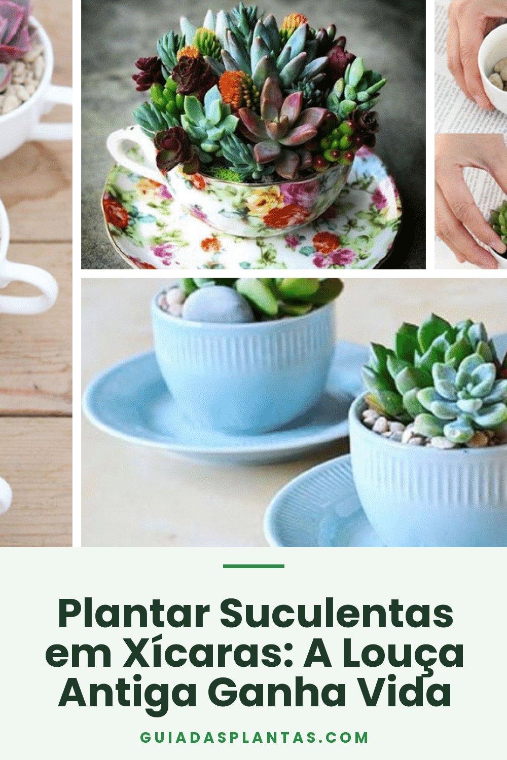 Plantar Suculentas em Xícaras: A Louça Antiga Ganha Vida