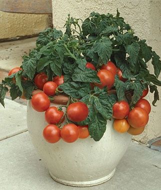 como plantar tomate casa vaso passo passo