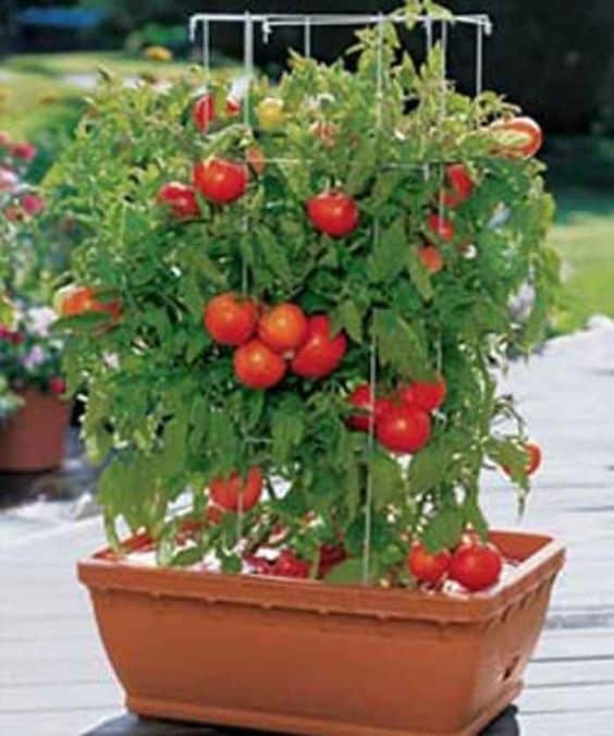 como plantar tomate casa vaso