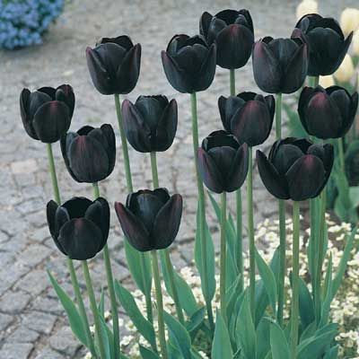 como plantar tulipas pretas