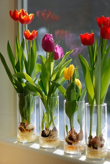 como plantar tulipas