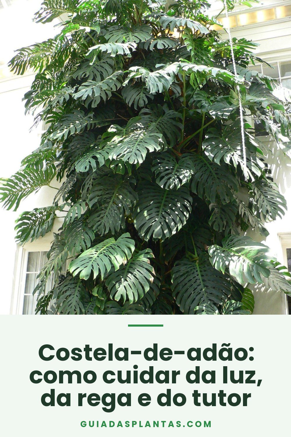 Costela-de-adão: como cuidar da luz, da rega e do tutor