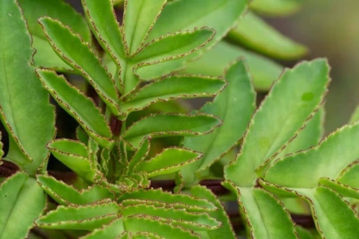 cultivar folha da fortuna