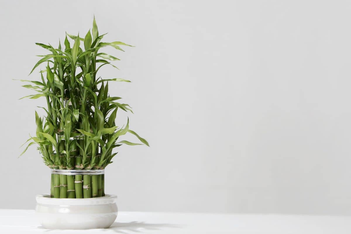 cultivar o bambu da sorte