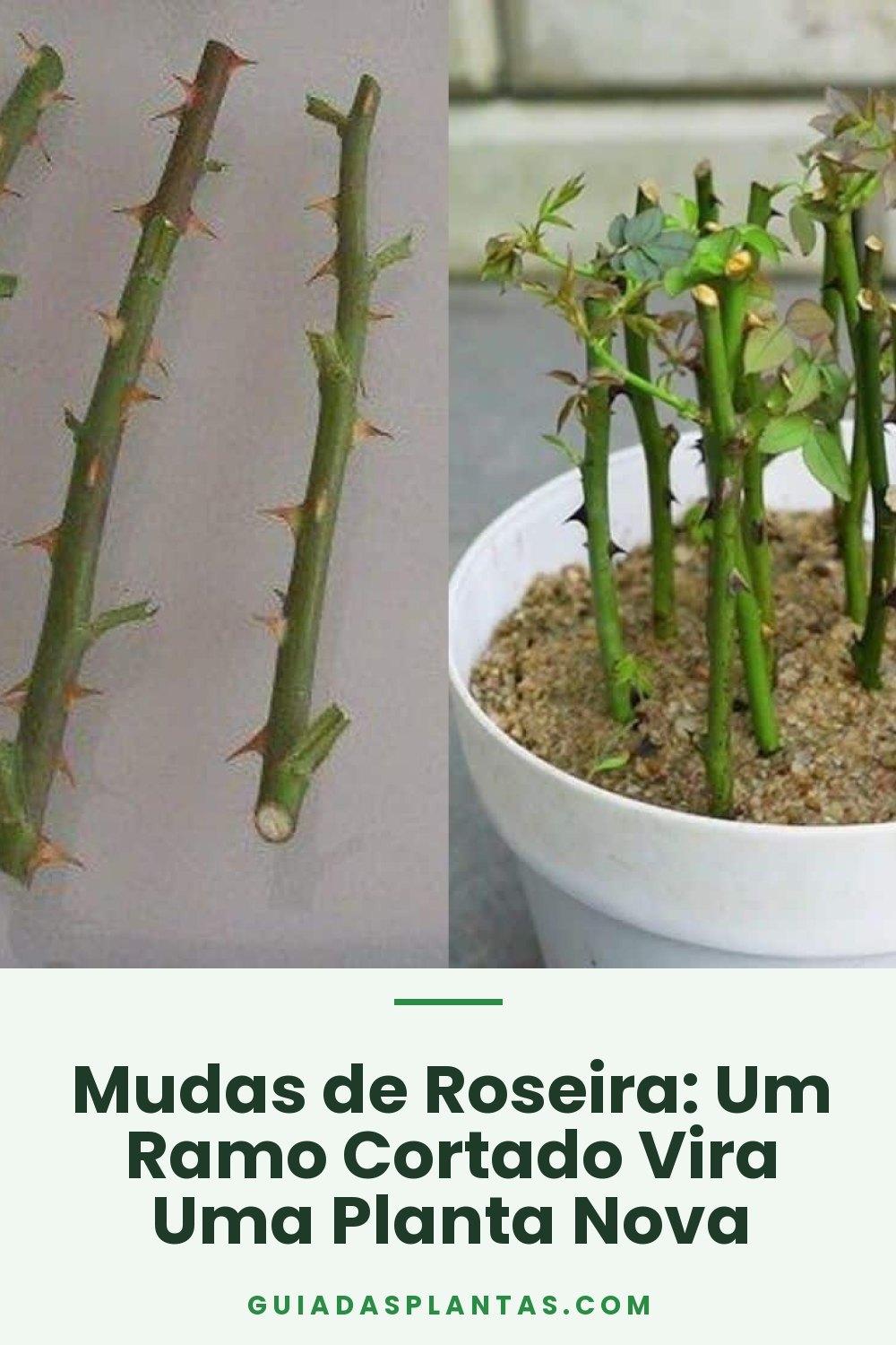 Mudas de Roseira: Um Ramo Cortado Vira Uma Planta Nova