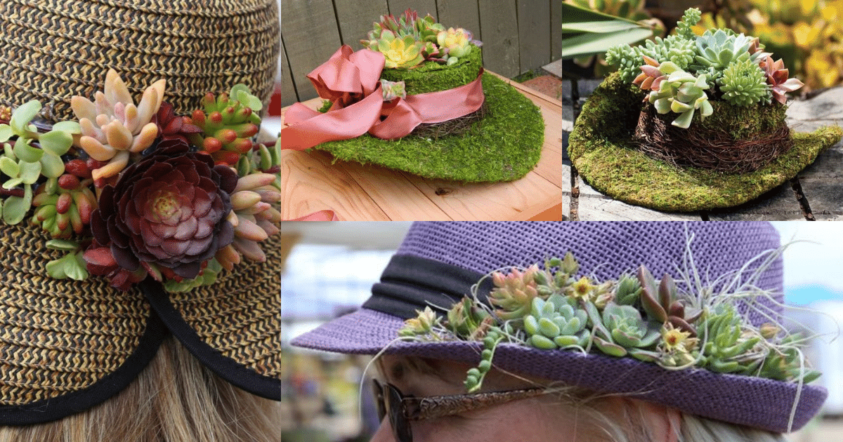 decorar chapeus de palha com suculentas