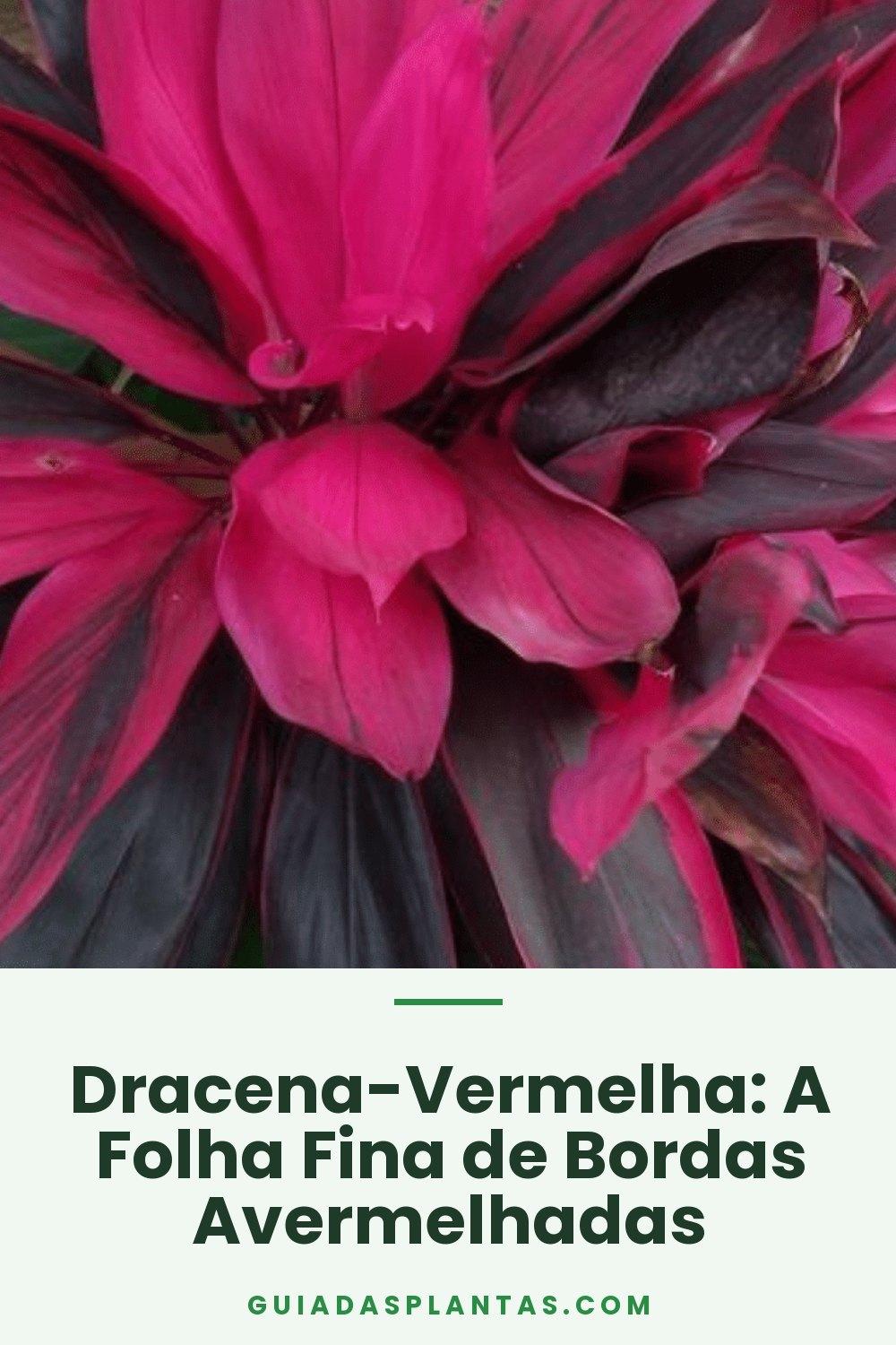 Dracena-Vermelha: A Folha Fina de Bordas Avermelhadas