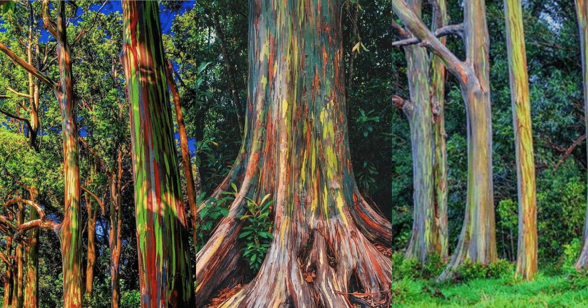 eucalipto arco iris