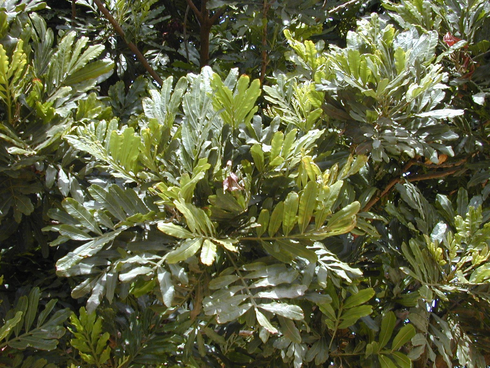 Detalhe das folhas compostas de Filicium decipiens