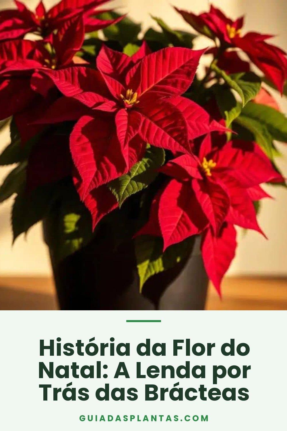 História da Flor do Natal: A Lenda por Trás das Brácteas