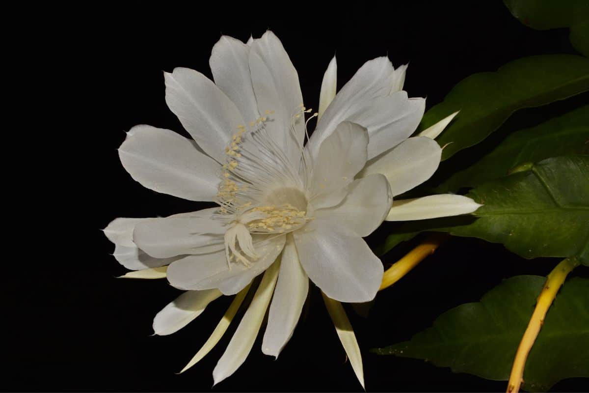 guia pratico como cultivar a flor dama da noite