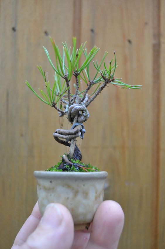 ideias decoracao bonsai 1