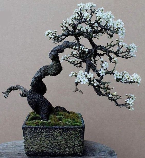 ideias decoracao bonsai cerejeira