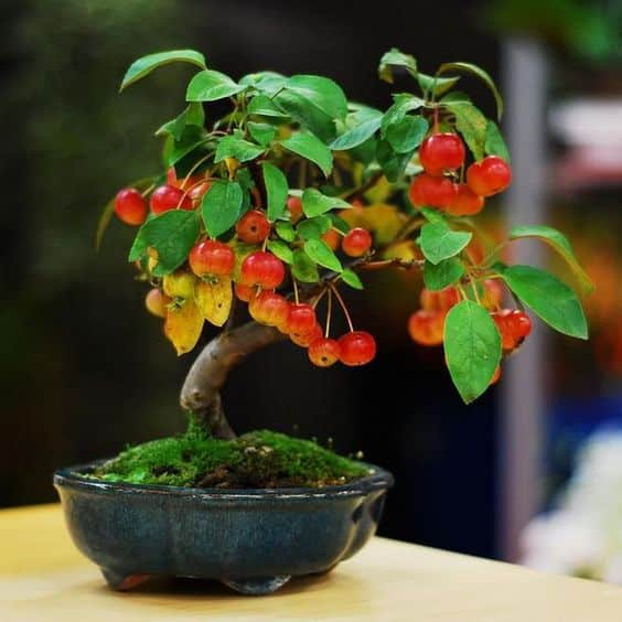 ideias decoracao bonsai fruta