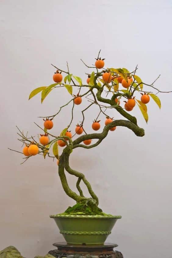 ideias decoracao bonsai rega