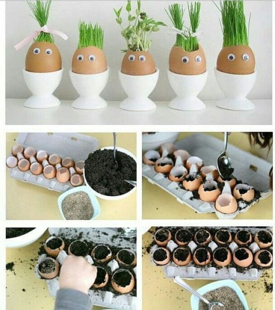 ideias para plantar em cascas de ovos 1