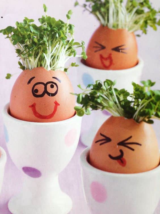 ideias para plantar em cascas de ovos 2