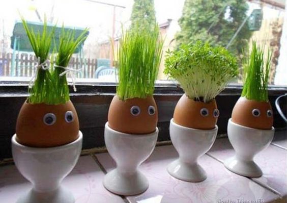 ideias para plantar em cascas de ovos