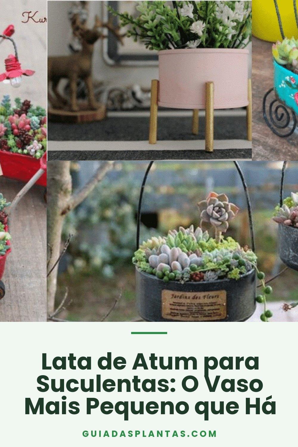 Lata de Atum para Suculentas: O Vaso Mais Pequeno que Há
