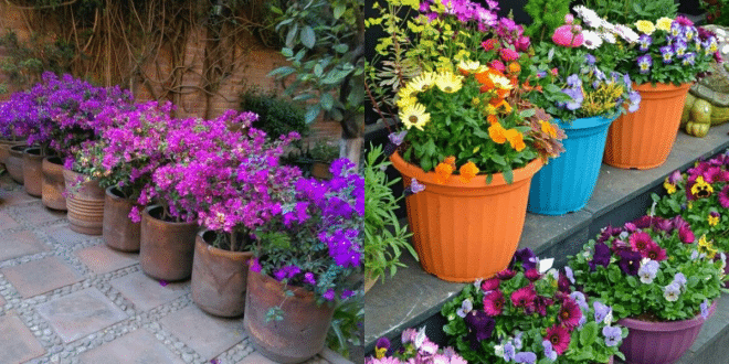 jardinagem em vasos