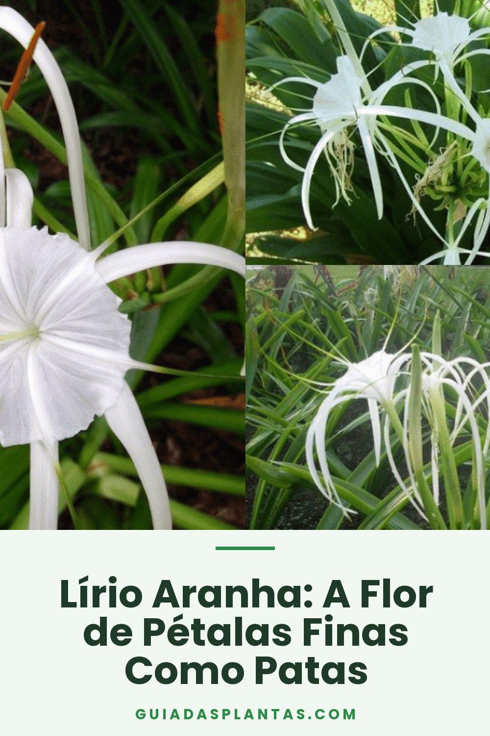 Lírio Aranha: A Flor de Pétalas Finas Como Patas