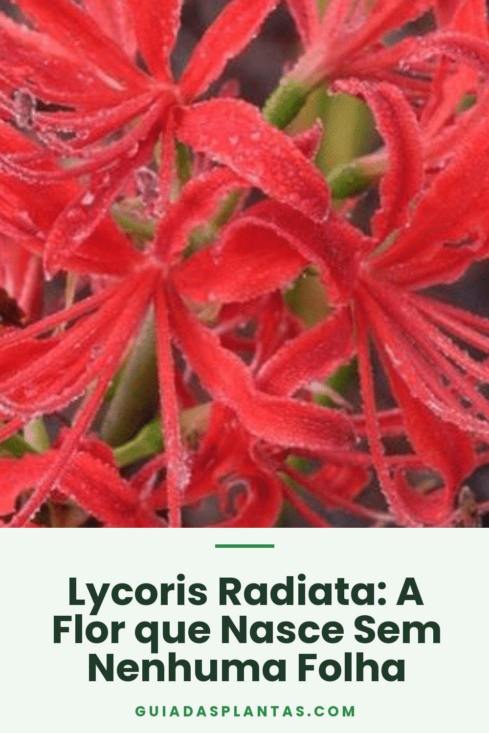 Lycoris Radiata: A Flor que Nasce Sem Nenhuma Folha