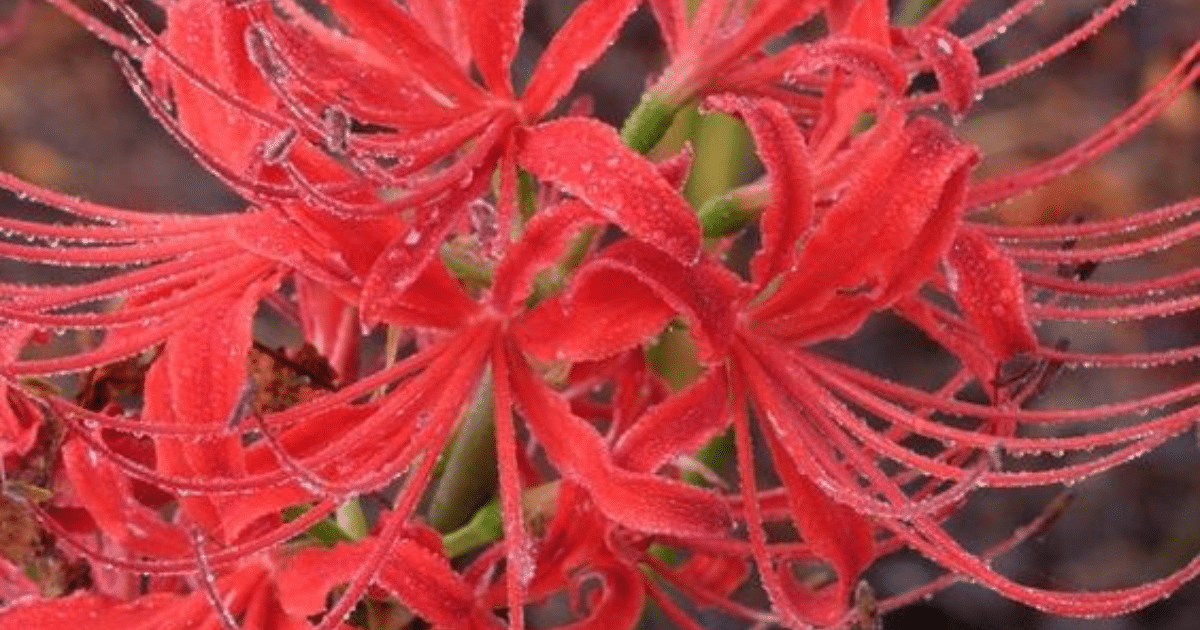 lycoris radiata
