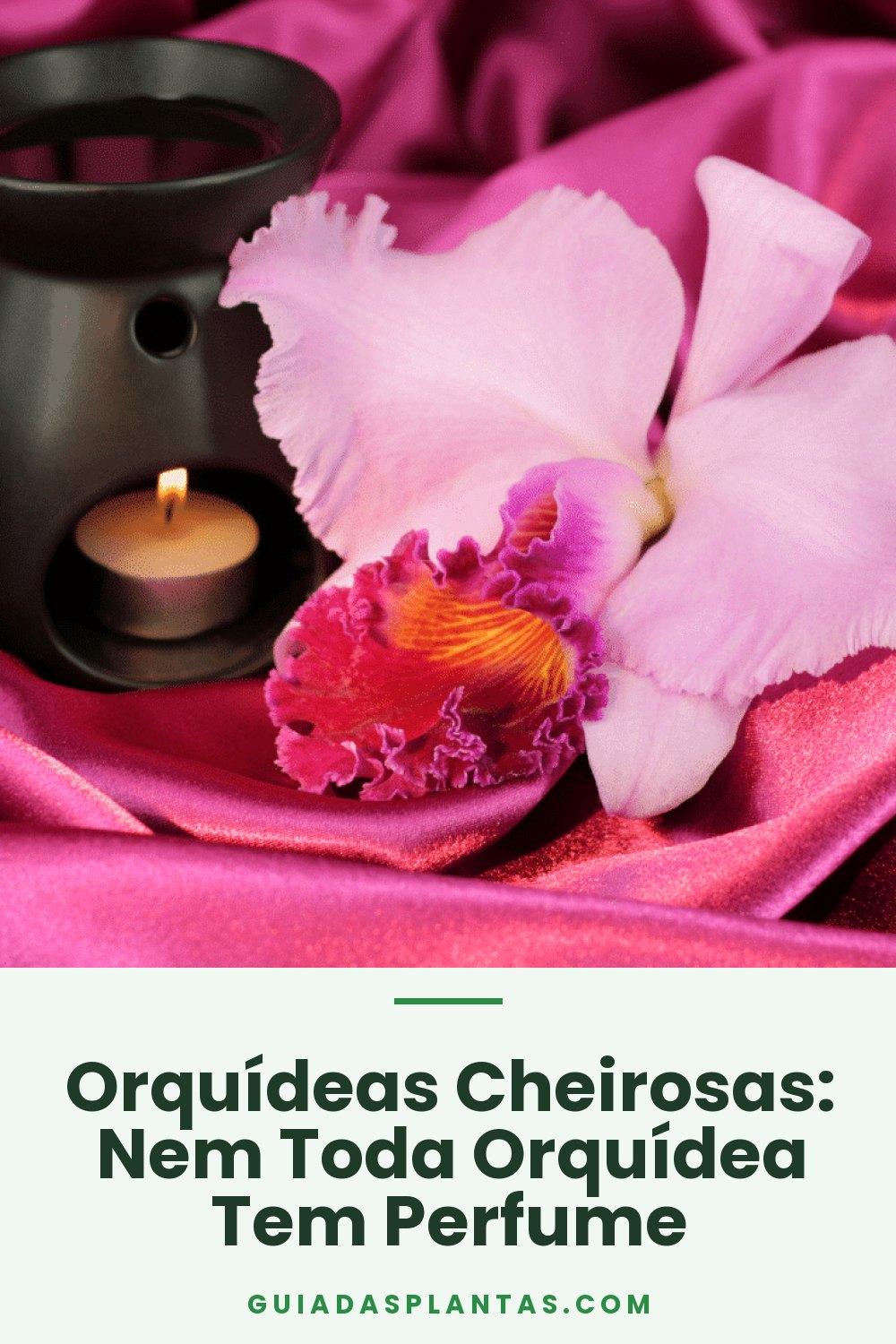 Orquídeas Cheirosas: Nem Toda Orquídea Tem Perfume