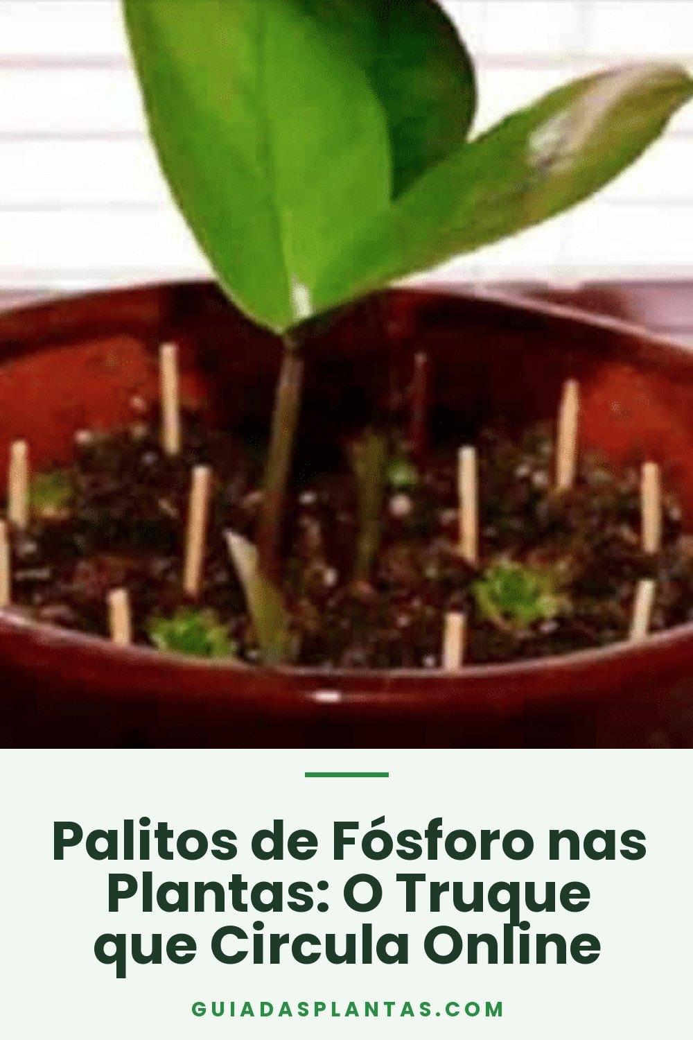 Palitos de Fósforo nas Plantas: O Truque que Circula Online