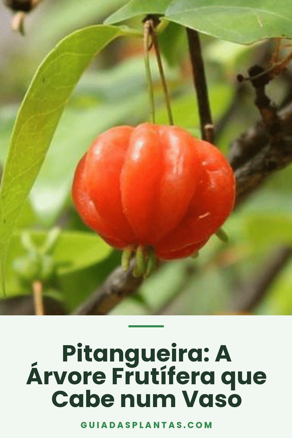 Pitangueira: A Árvore Frutífera que Cabe num Vaso