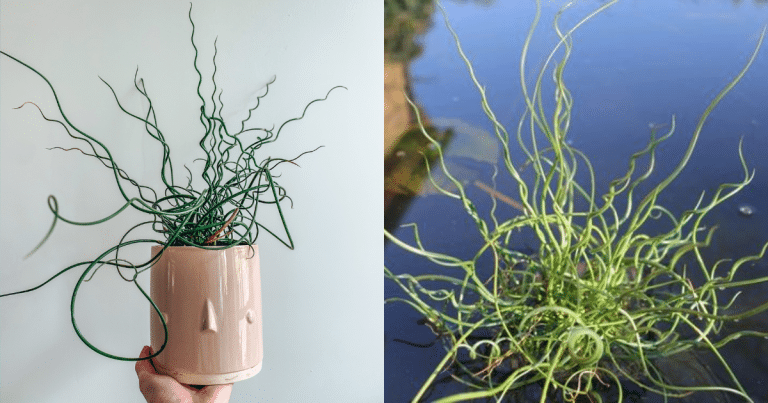 Conheça A Planta Junco: Guia Completo Para Cultivo No Brasil