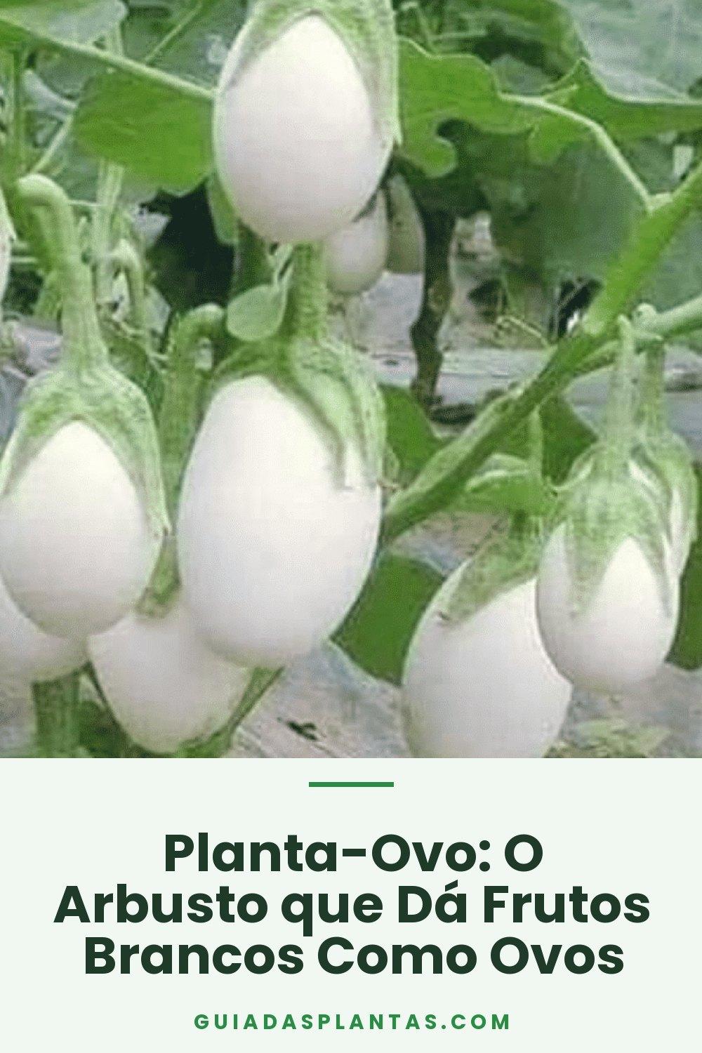 Planta-Ovo: O Arbusto que Dá Frutos Brancos Como Ovos