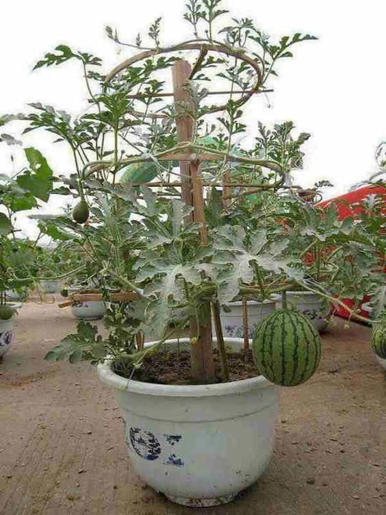 plantar melancia em vaso