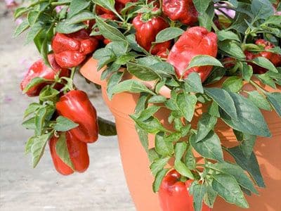 plantar pimentao vaso dicas