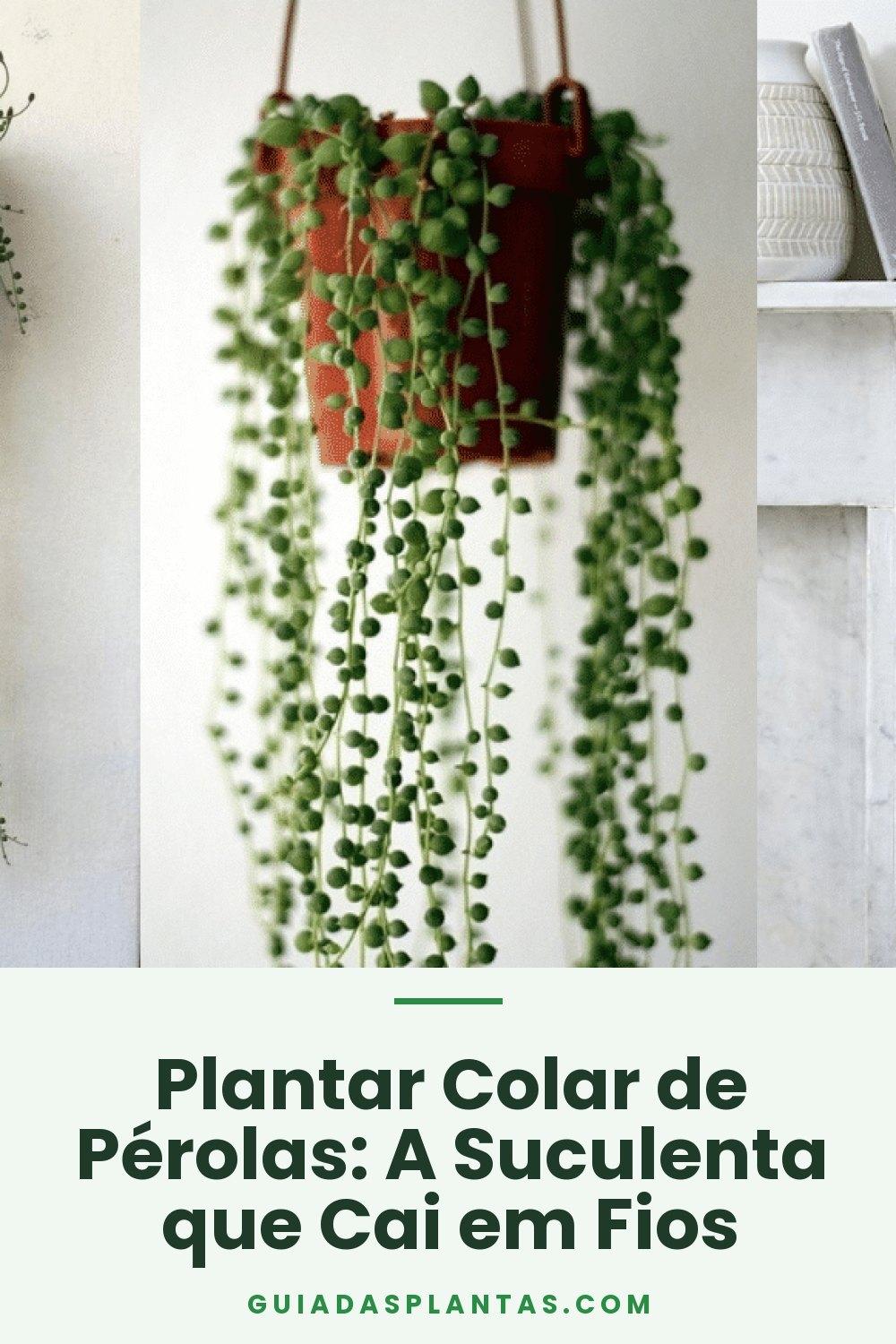Plantar Colar de Pérolas: A Suculenta que Cai em Fios