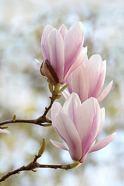 plantas atrair amor magnolia rosa