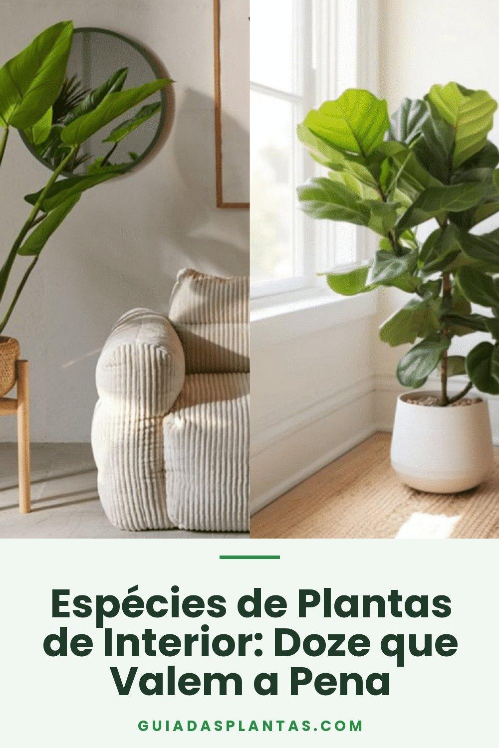 Espécies de Plantas de Interior: Doze que Valem a Pena