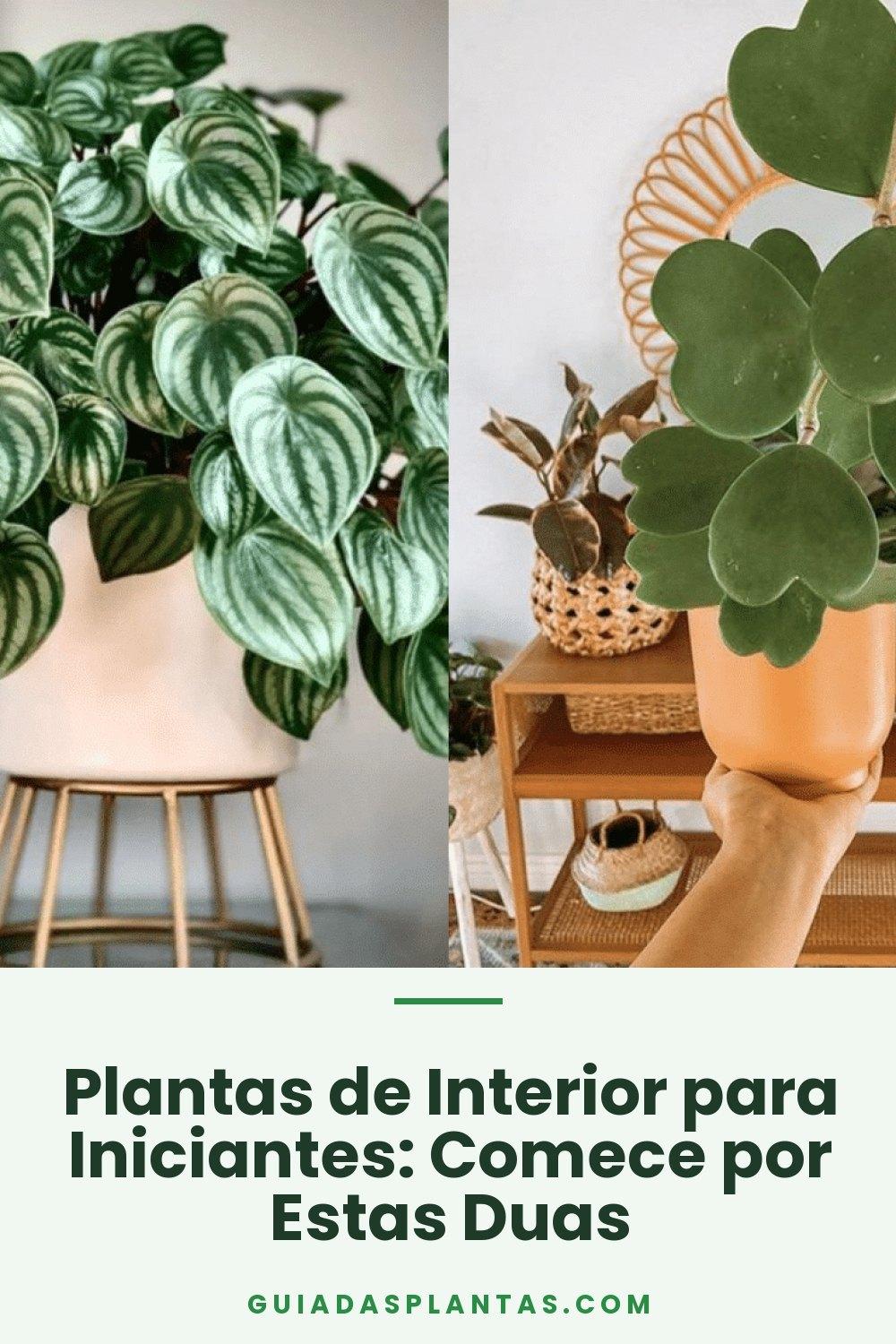 Plantas de Interior para Iniciantes: Comece por Estas Duas