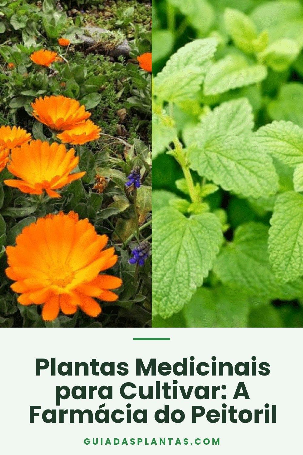 Plantas Medicinais para Cultivar: A Farmácia do Peitoril