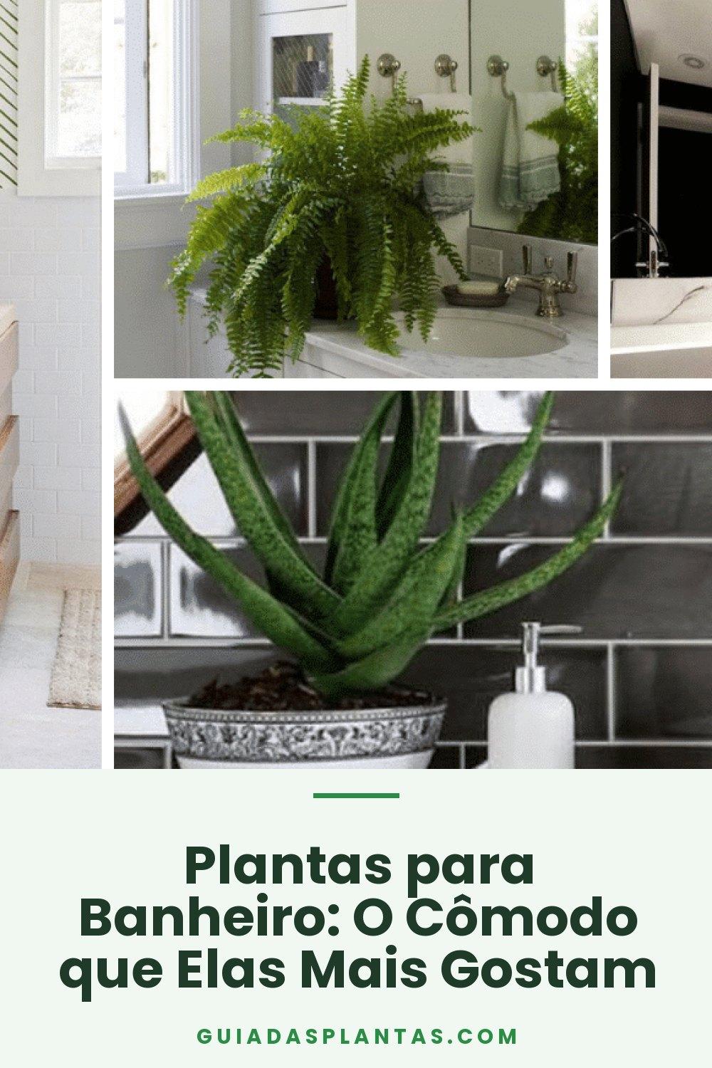 Plantas para Banheiro: O Cômodo que Elas Mais Gostam