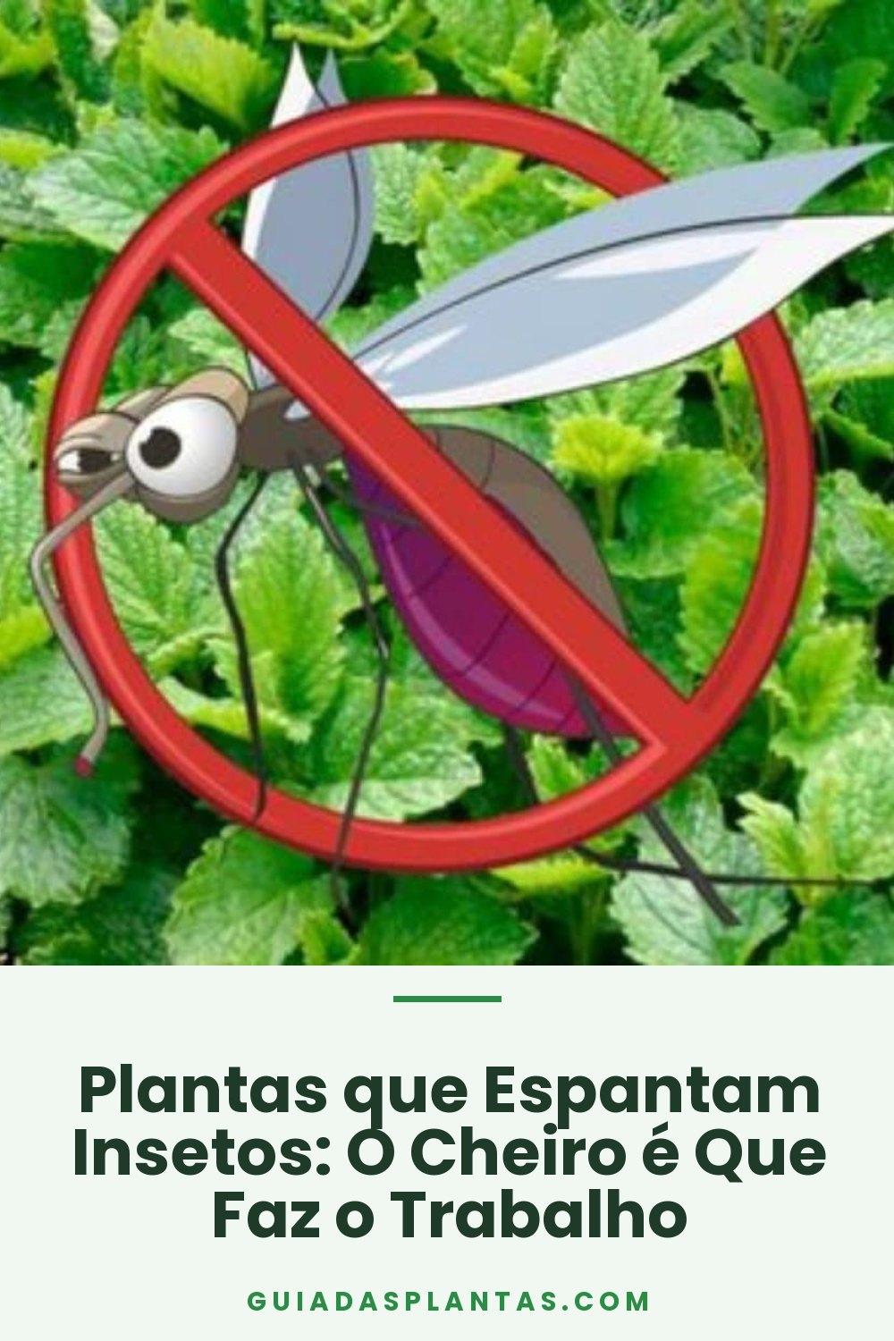 Plantas que Espantam Insetos: O Cheiro é Que Faz o Trabalho