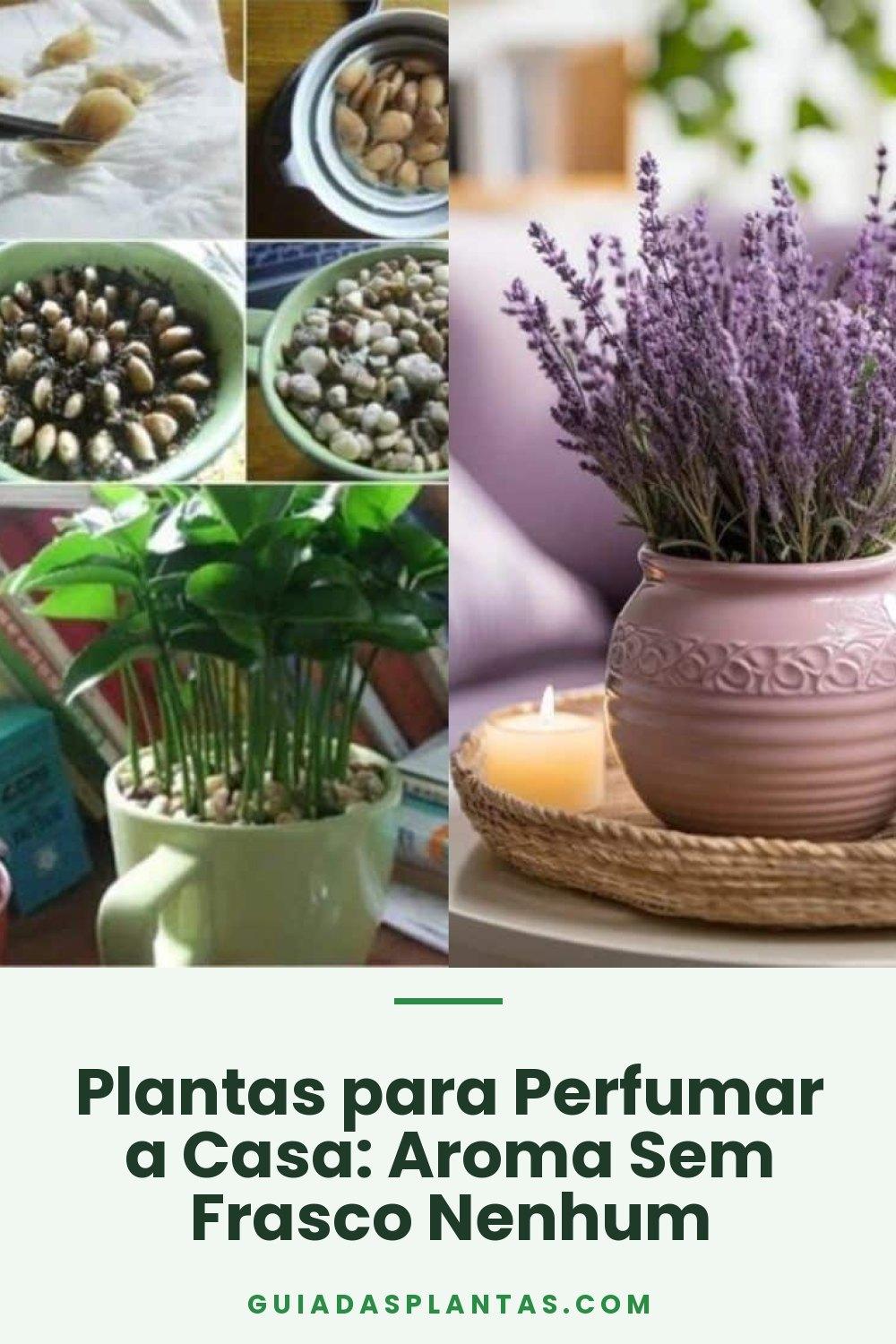 Plantas para Perfumar a Casa: Aroma Sem Frasco Nenhum